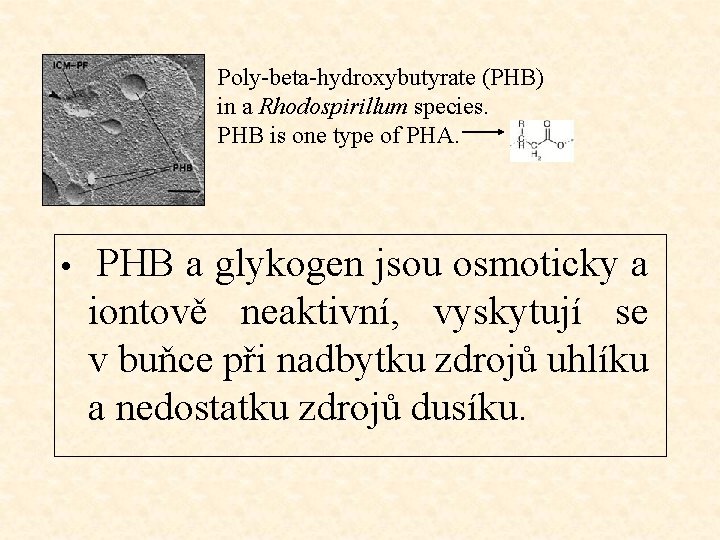 Poly-beta-hydroxybutyrate (PHB) in a Rhodospirillum species. PHB is one type of PHA. • PHB