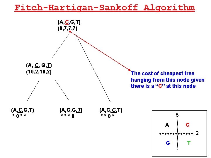 Fitch-Hartigan-Sankoff Algorithm (A, C, G, T) (9, 7, 7, 7) (A, C, G, T)
