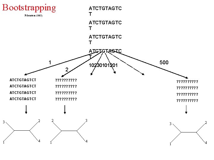 Bootstrapping ATCTGTAGTC T Felsenstein (1985) ATCTGTAGTC T 1 10230101201 2 500 ATCTGTAGTCT ? ?