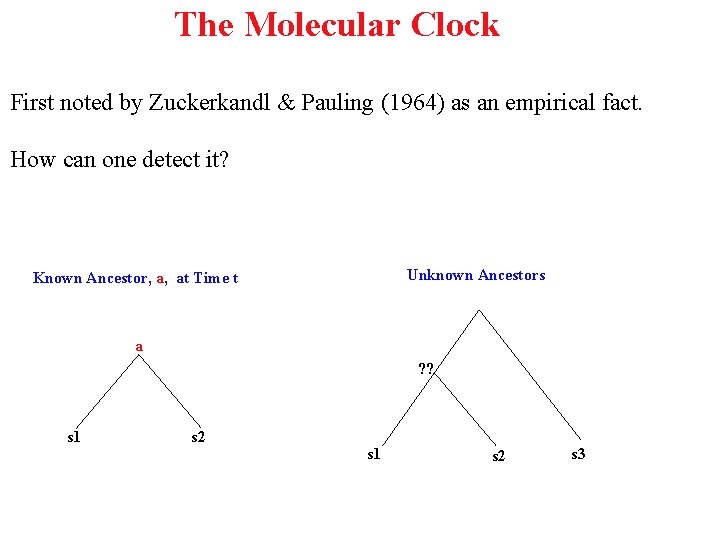 The Molecular Clock First noted by Zuckerkandl & Pauling (1964) as an empirical fact.