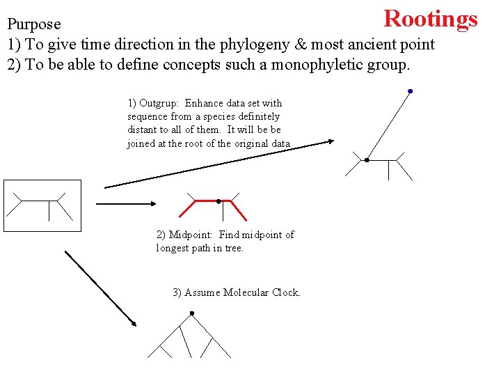 Rootings Purpose 1) To give time direction in the phylogeny & most ancient point