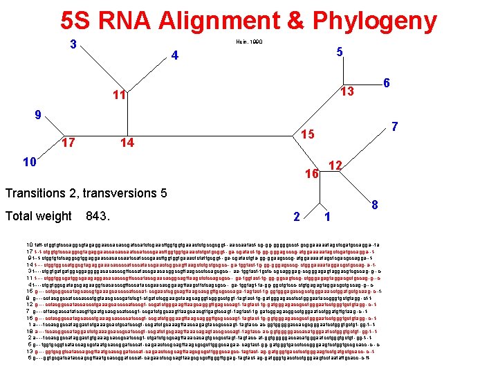 5 S RNA Alignment & Phylogeny 3 Hein, 1990 5 4 6 13 11