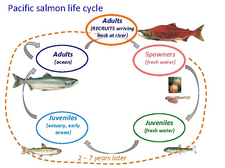Pacific salmon life cycle Adults (RECRUITS arriving back at river) Adults Spawners (ocean) (fresh