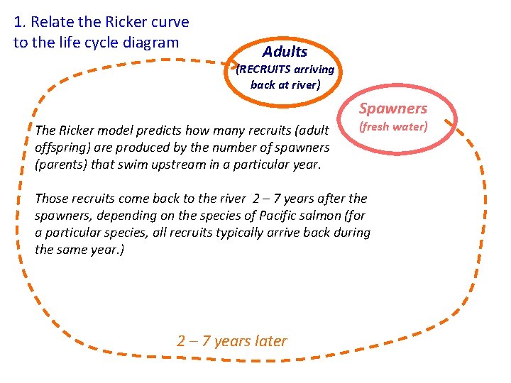 1. Relate the Ricker curve to the life cycle diagram Adults (RECRUITS arriving back