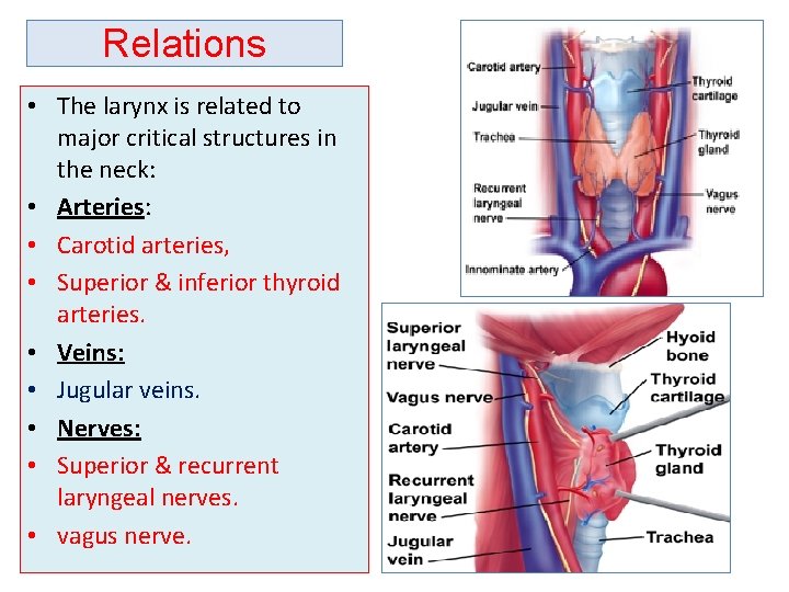 Relations • The larynx is related to major critical structures in the neck: •