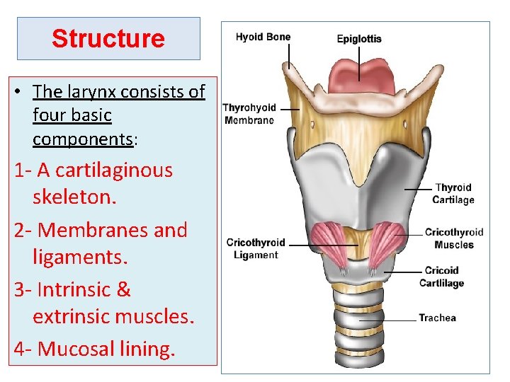 Structure • The larynx consists of four basic components: 1 - A cartilaginous skeleton.