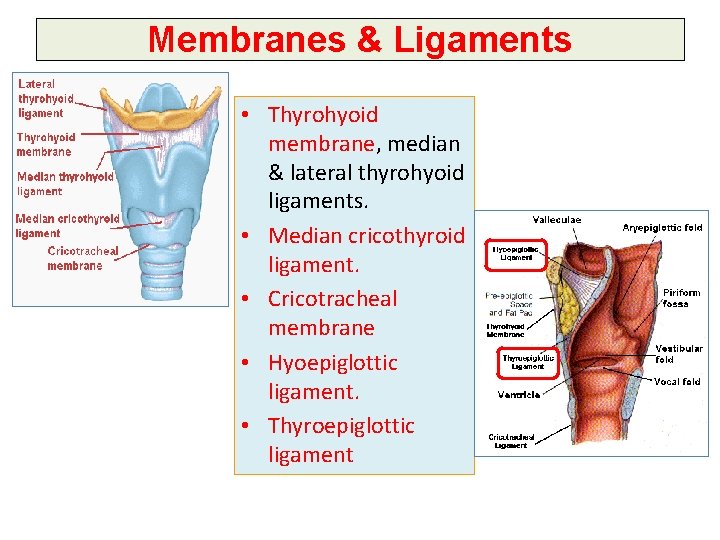 Membranes & Ligaments • Thyrohyoid membrane, median & lateral thyrohyoid ligaments. • Median cricothyroid