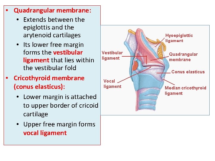  • Quadrangular membrane: • Extends between the epiglottis and the arytenoid cartilages •