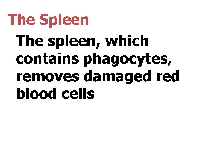 The Spleen The spleen, which contains phagocytes, removes damaged red blood cells 