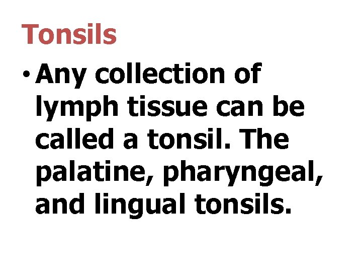 Tonsils • Any collection of lymph tissue can be called a tonsil. The palatine,