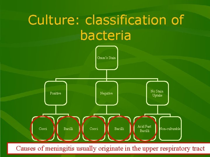 Culture: classification of bacteria Gram’s Stain Positive Cocci No Stain Uptake Negative Bacilli Cocci