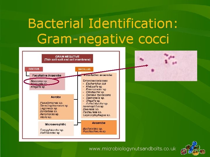Bacterial Identification: Gram-negative cocci www. microbiologynutsandbolts. co. uk 