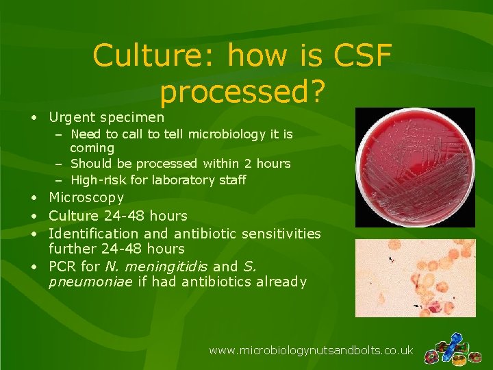 Culture: how is CSF processed? • Urgent specimen – Need to call to tell