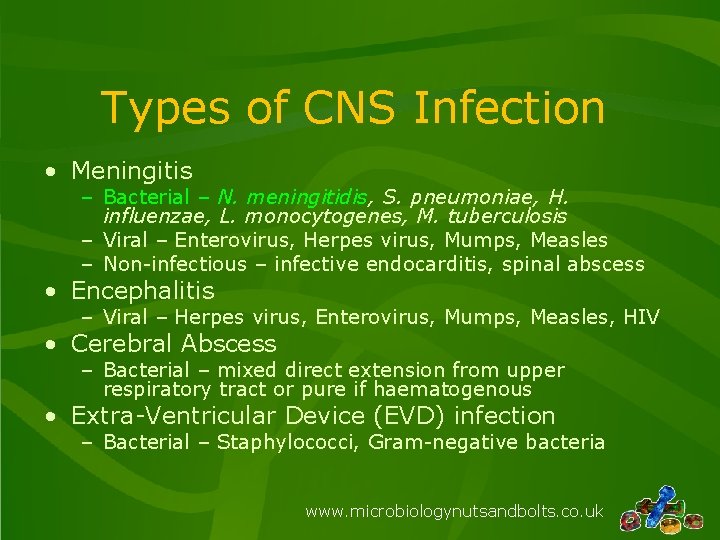 Types of CNS Infection • Meningitis – Bacterial – N. meningitidis, S. pneumoniae, H.