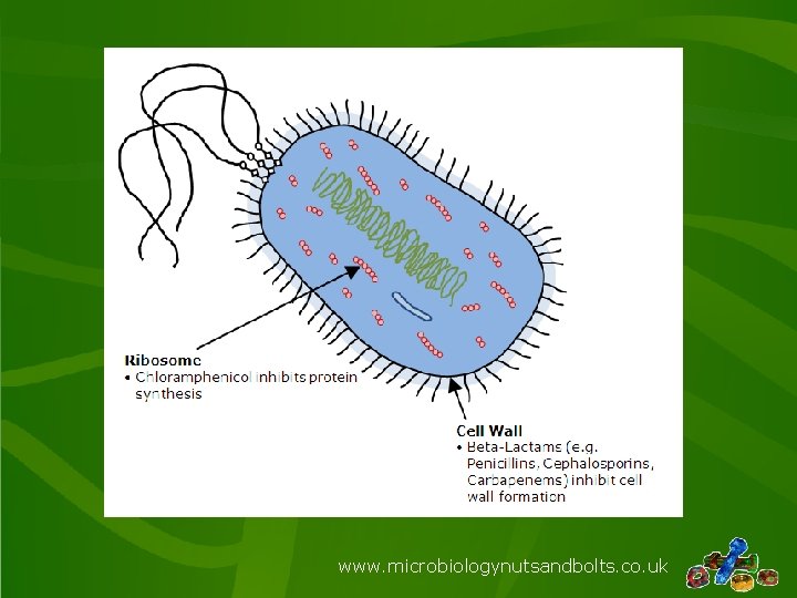 www. microbiologynutsandbolts. co. uk 