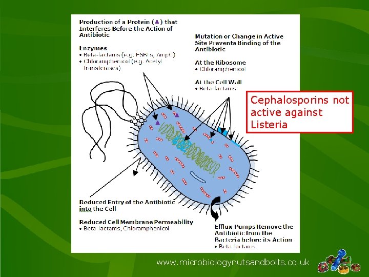 Cephalosporins not active against Listeria www. microbiologynutsandbolts. co. uk 