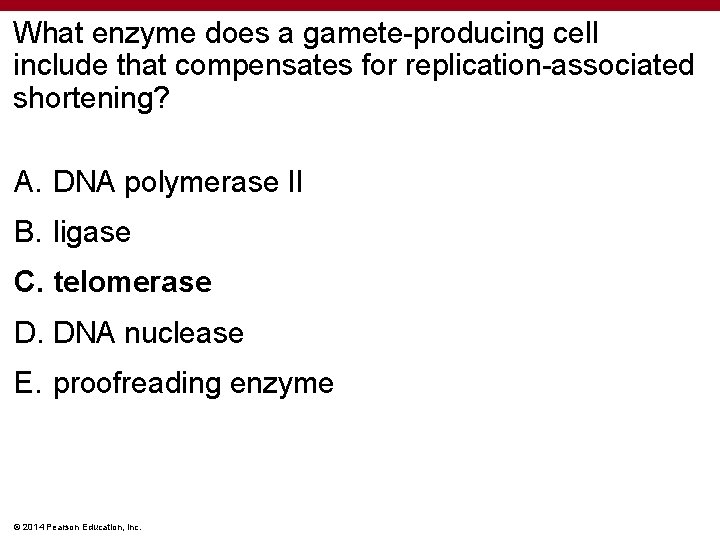 What enzyme does a gamete-producing cell include that compensates for replication-associated shortening? A. DNA