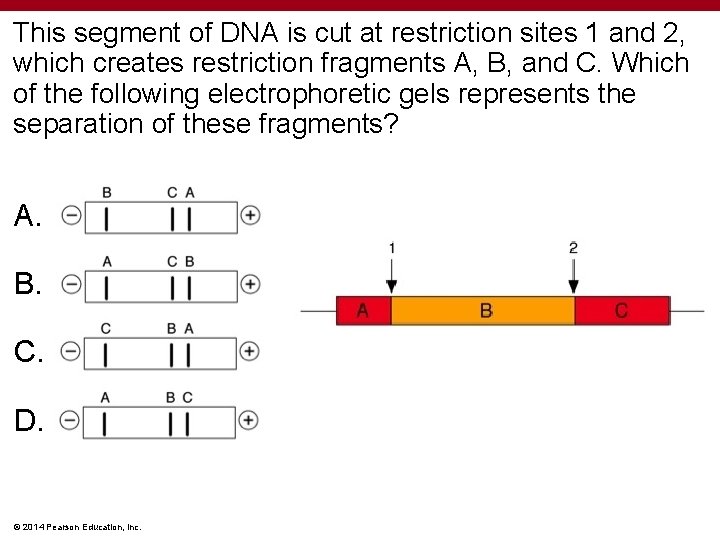 This segment of DNA is cut at restriction sites 1 and 2, which creates