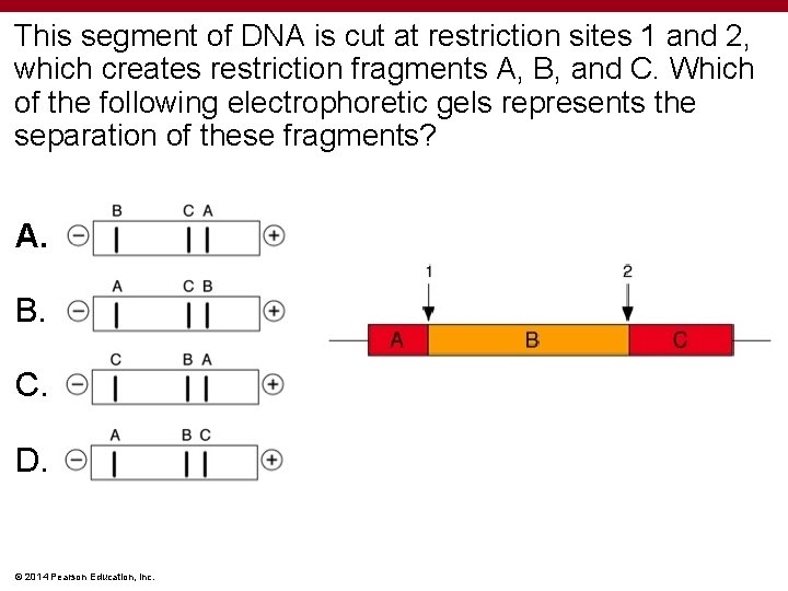 This segment of DNA is cut at restriction sites 1 and 2, which creates