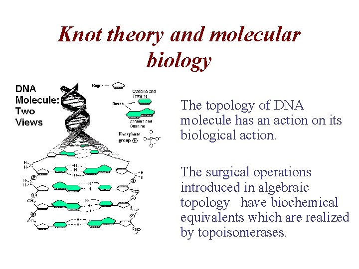 Knot theory and molecular biology • The topology of DNA molecule has an action