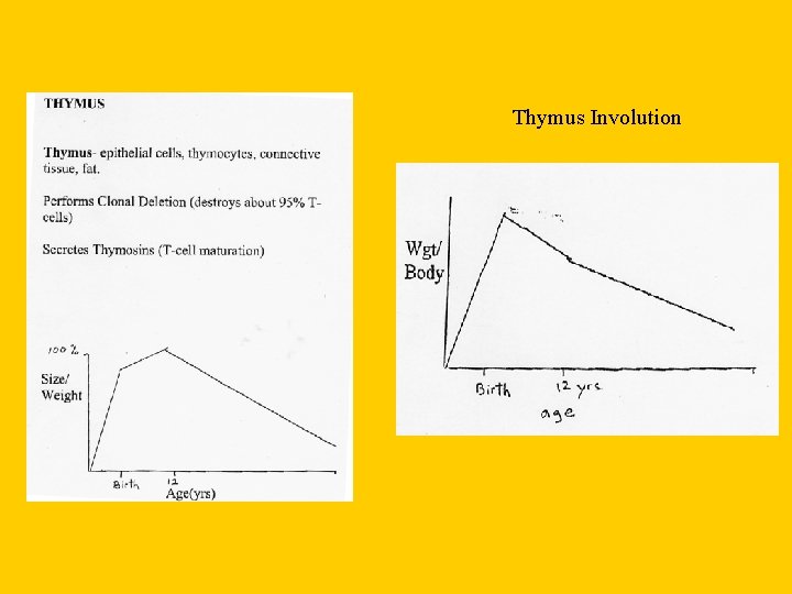 Thymus Involution 