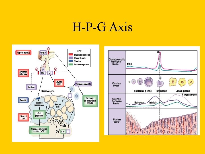 H-P-G Axis 