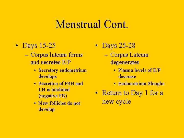 Menstrual Cont. • Days 15 -25 – Corpus luteum forms and secretes E/P •