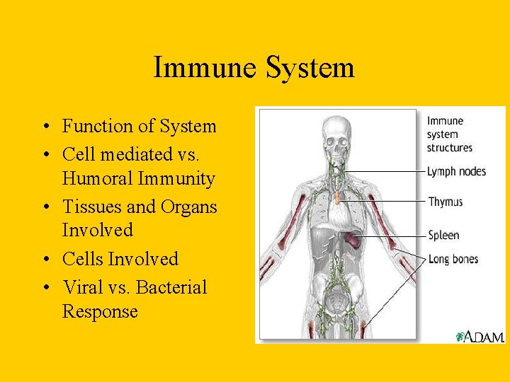 Immune System • Function of System • Cell mediated vs. Humoral Immunity • Tissues