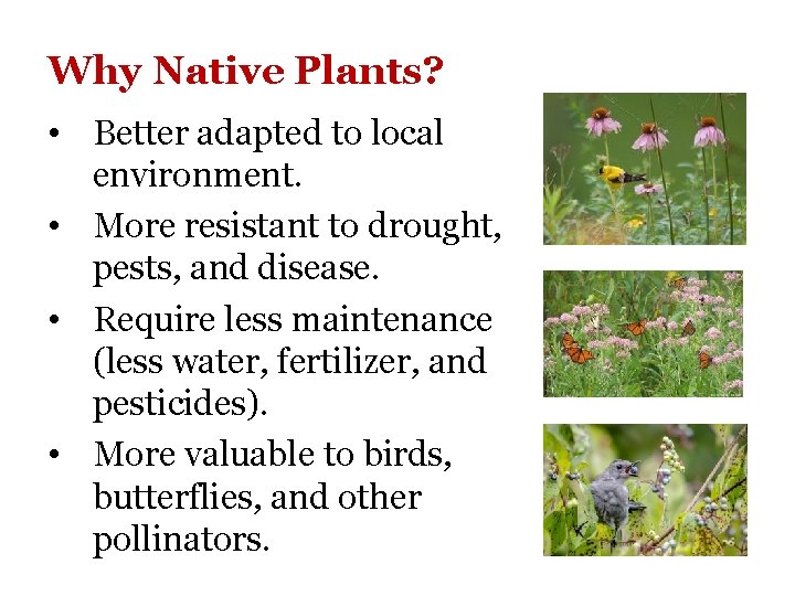 Why Native Plants? • Better adapted to local environment. • More resistant to drought,