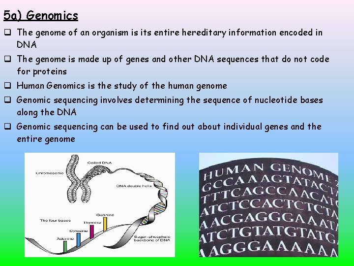 5 a) Genomics The genome of an organism is its entire hereditary information encoded