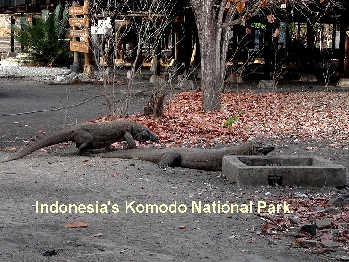 Indonesia's Komodo National Park. 