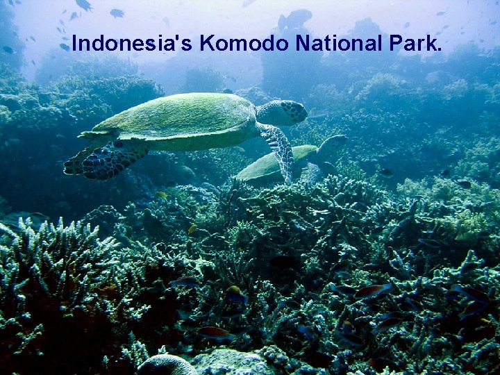 Indonesia's Komodo National Park. 