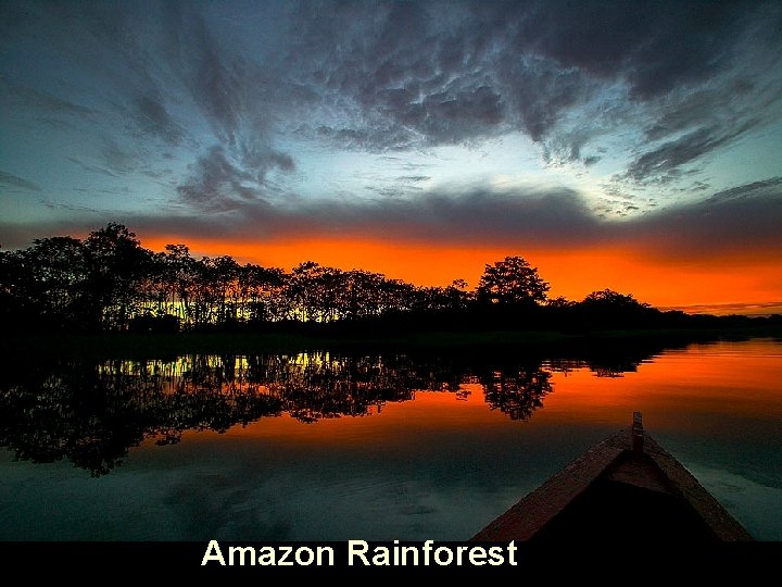 Amazon Rainforest 