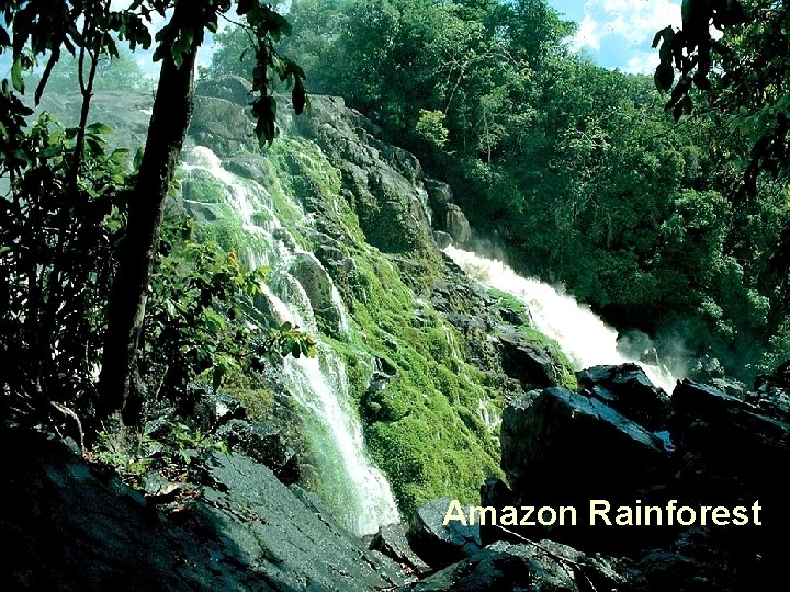 Amazon Rainforest 