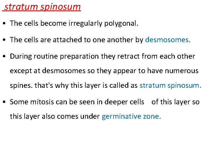 stratum spinosum • The cells become irregularly polygonal. • The cells are attached to