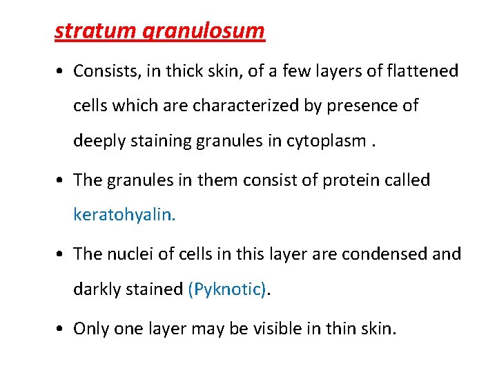 stratum granulosum • Consists, in thick skin, of a few layers of flattened cells