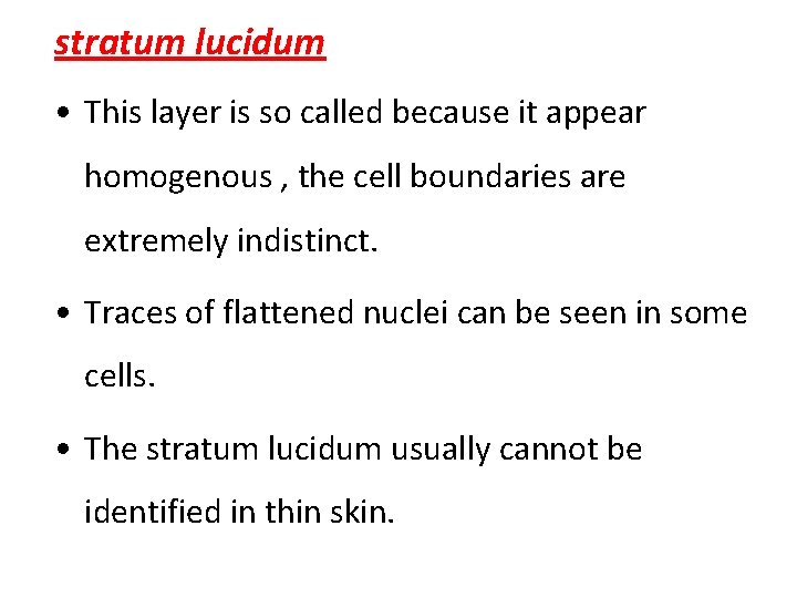 stratum lucidum • This layer is so called because it appear homogenous , the