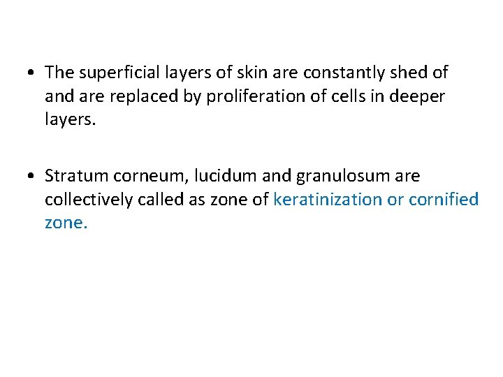  • The superficial layers of skin are constantly shed of and are replaced