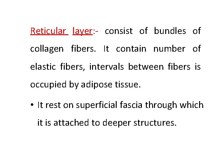 Reticular layer: - consist of bundles of collagen fibers. It contain number of elastic