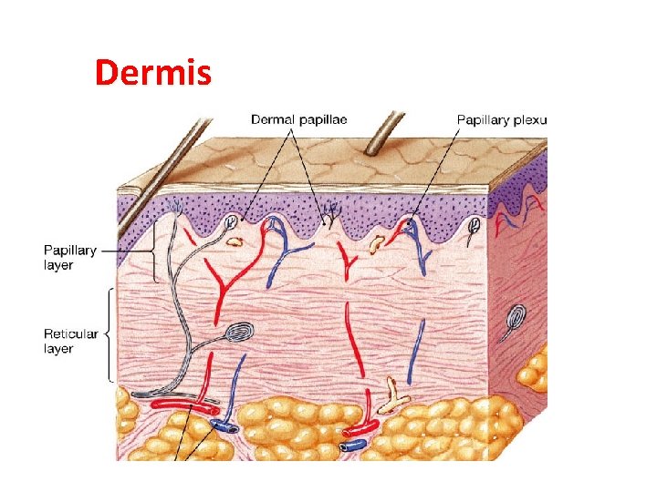 Dermis 