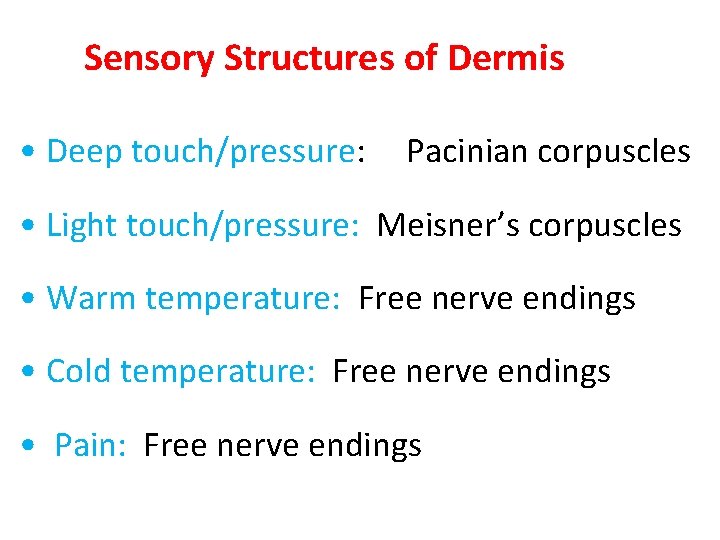 Sensory Structures of Dermis • Deep touch/pressure: Pacinian corpuscles • Light touch/pressure: Meisner’s corpuscles