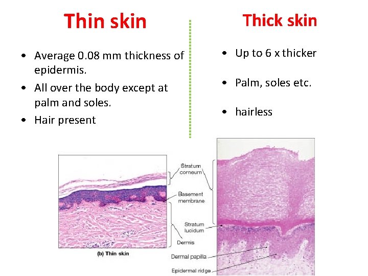 Thin skin • Average 0. 08 mm thickness of epidermis. • All over the