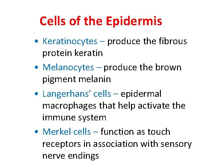 Cells of the Epidermis • Keratinocytes – produce the fibrous protein keratin • Melanocytes