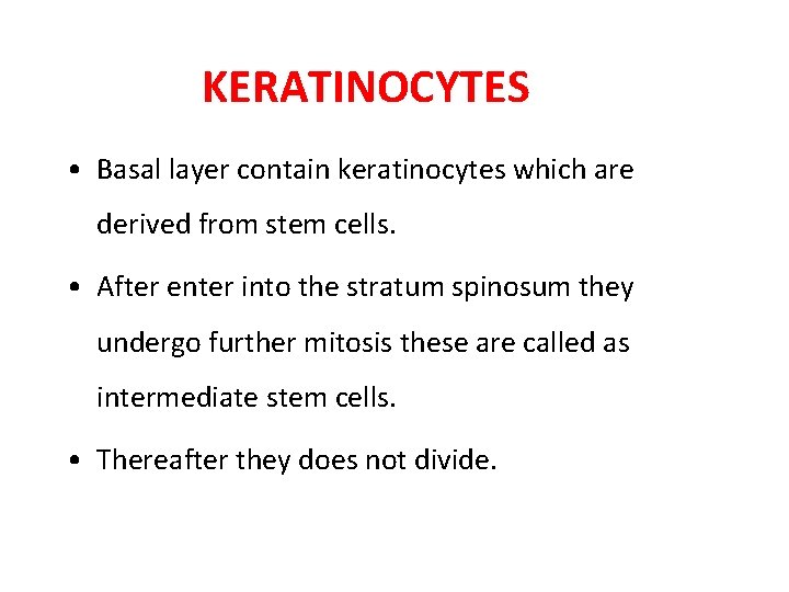 KERATINOCYTES • Basal layer contain keratinocytes which are derived from stem cells. • After