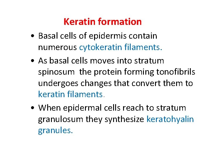 Keratin formation • Basal cells of epidermis contain numerous cytokeratin filaments. • As basal