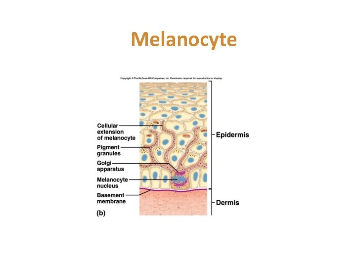 Melanocyte 