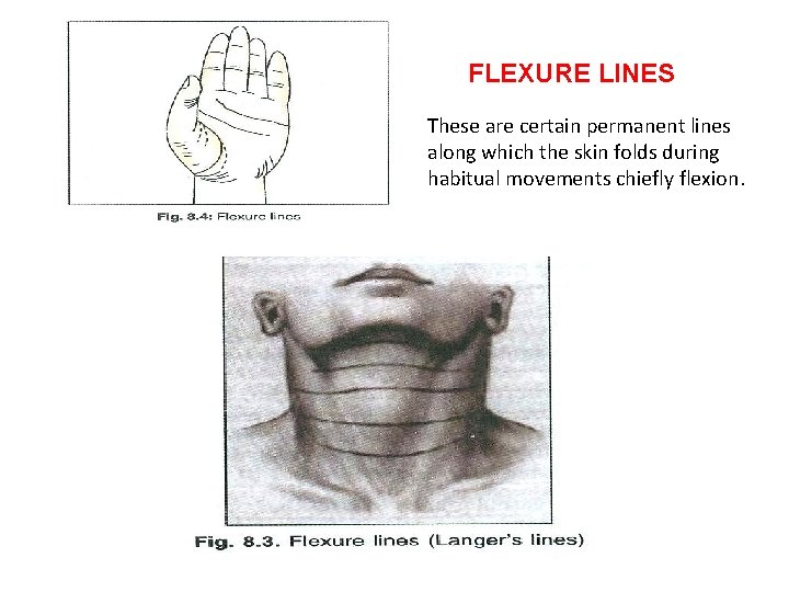 FLEXURE LINES These are certain permanent lines along which the skin folds during habitual