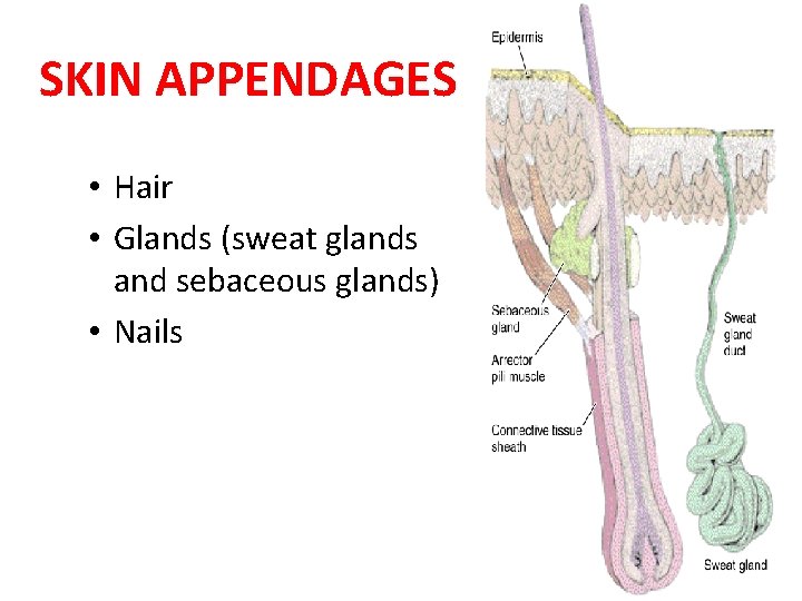 SKIN APPENDAGES • Hair • Glands (sweat glands and sebaceous glands) • Nails 