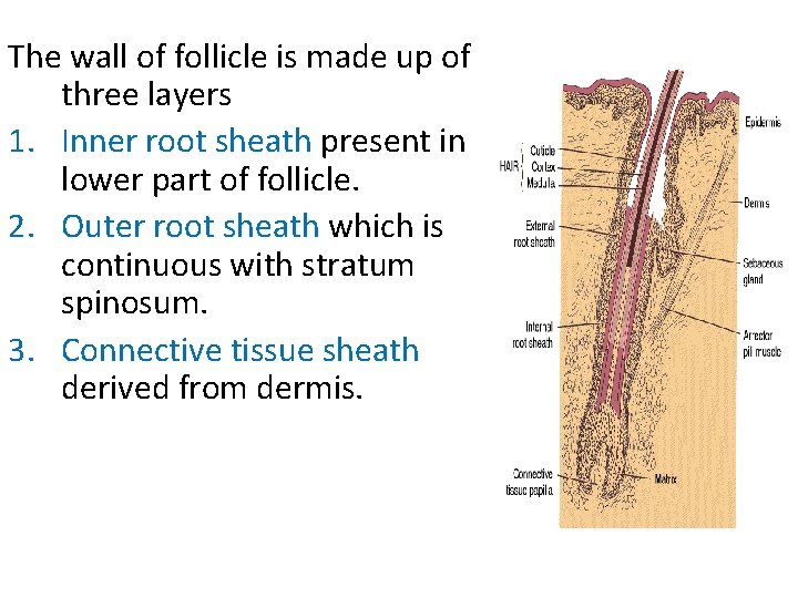 The wall of follicle is made up of three layers 1. Inner root sheath