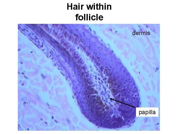 Hair within follicle dermis papilla 